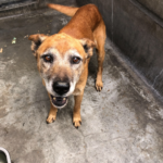 Baby Boy A2096918 West LA Shelter