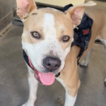 Bunkey A804522 Devore