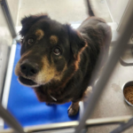 Ellie A4810154 Downey