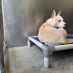 Fendi killed by Downey shelter 7/9/25