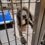 Gage A569708 Stanislaus