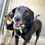 Jody A554142 City of SBC shelter