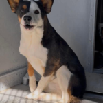 Sleuth A814505 Devore