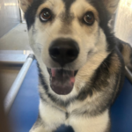 Sushi A5717784 Downey